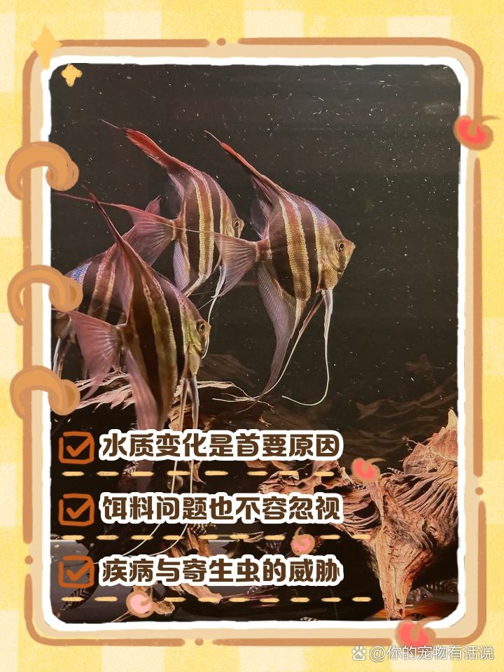 神仙魚為什么容易死