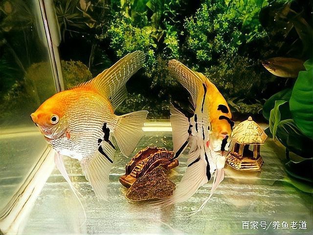 神仙魚為什么容易死