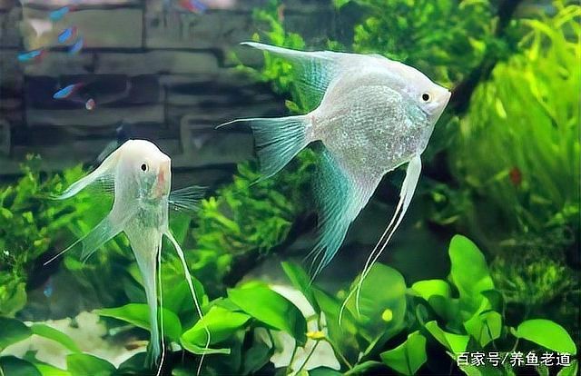 神仙魚為什么容易死