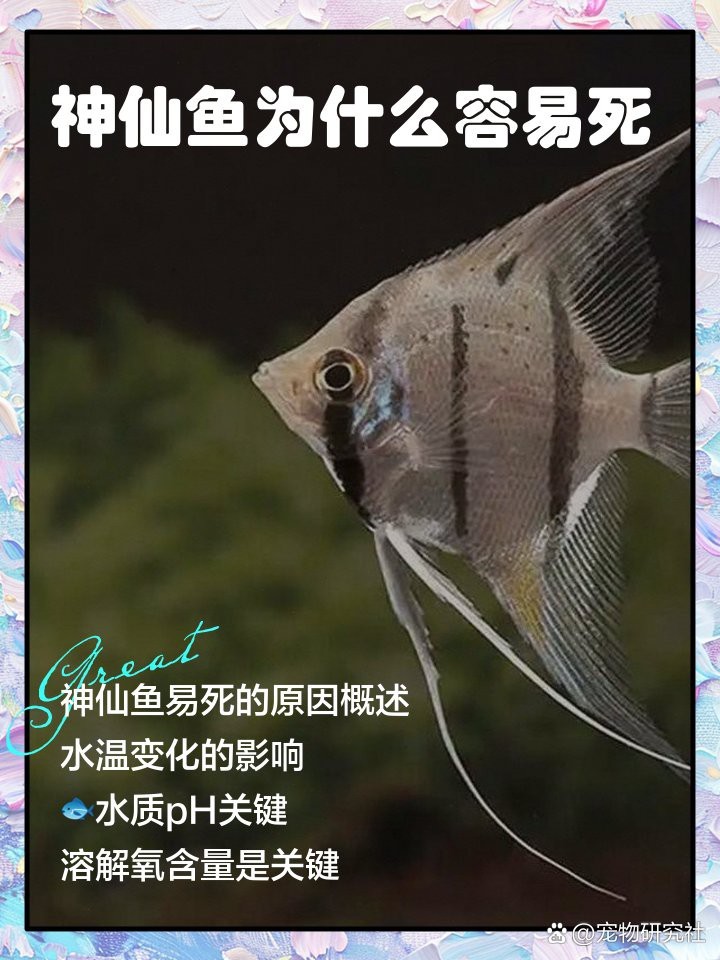 神仙魚為什么容易死