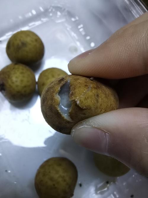 有沒有圖片展示龍眼白霧癥狀？