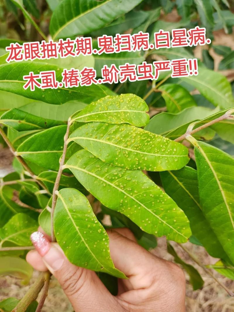 有沒有圖片展示龍眼白霧癥狀？
