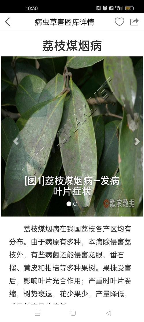 有沒有圖片展示龍眼白霧癥狀？