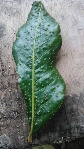 有沒有圖片展示龍眼白霧癥狀？