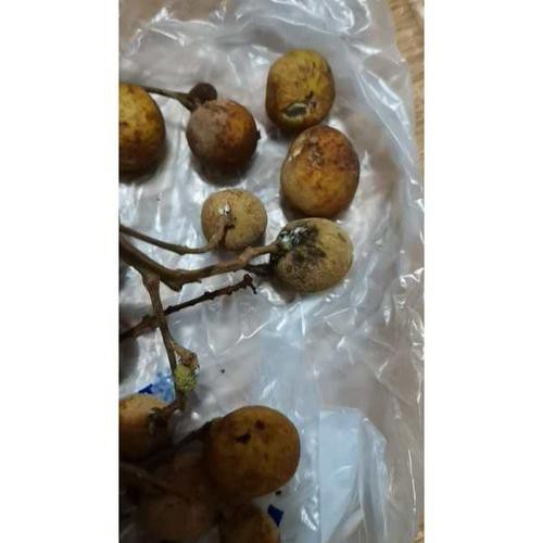 有沒有圖片展示龍眼白霧癥狀？