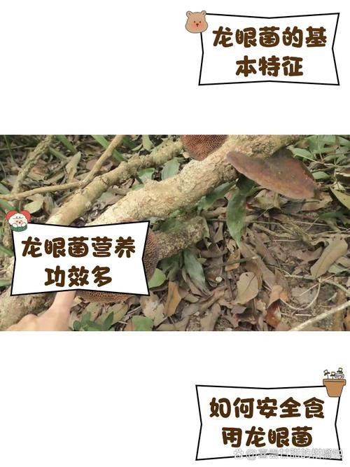 有沒有圖片展示龍眼白霧癥狀？
