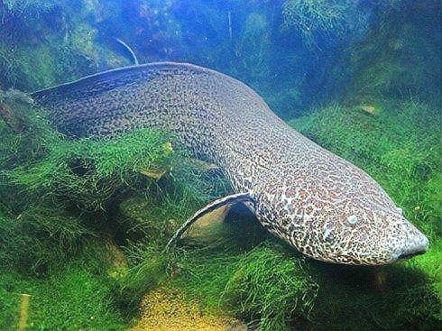 肺魚沒有水可以活多久
