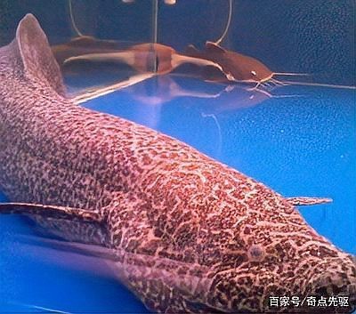 肺魚沒有水可以活多久
