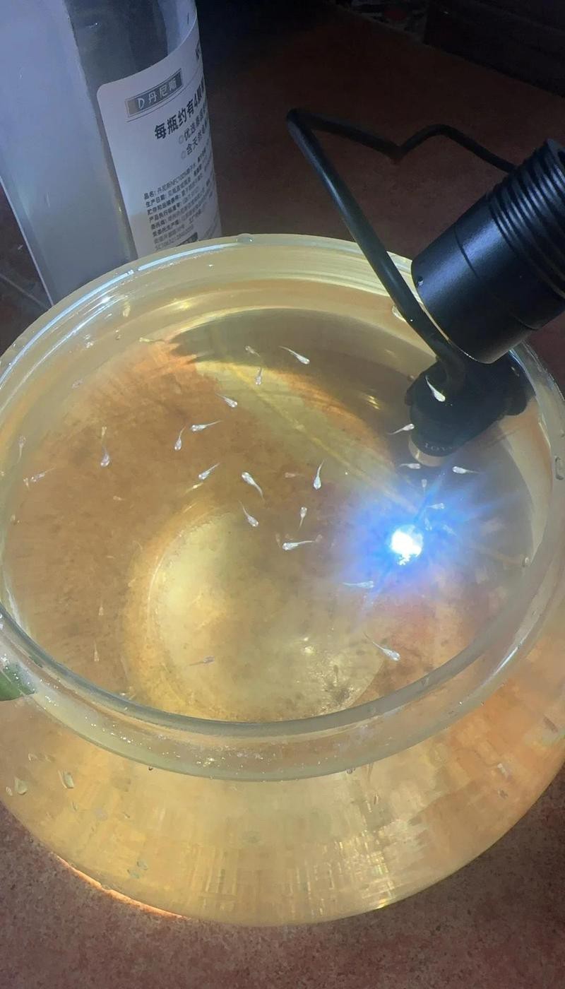 2～3cm金龍魚魚苗尾巴