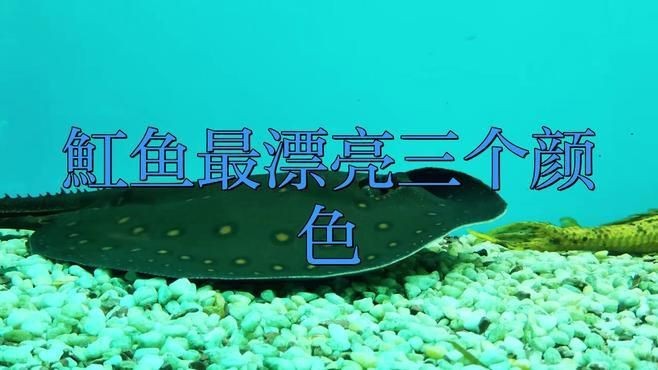 魟魚品相怎么看