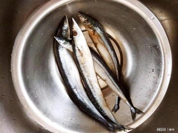 紅杉魚為何被禁止食用