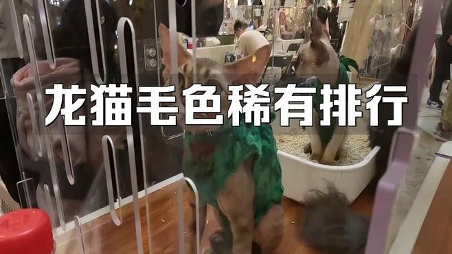 有哪些品種的龍貓比較稀有？