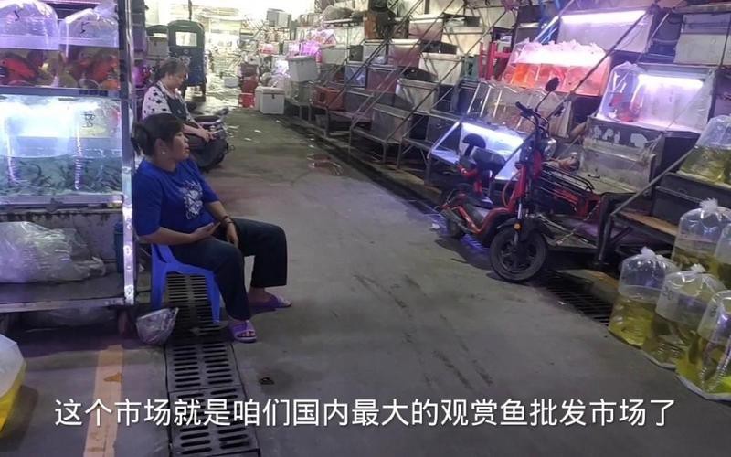 球鯊多少錢一只