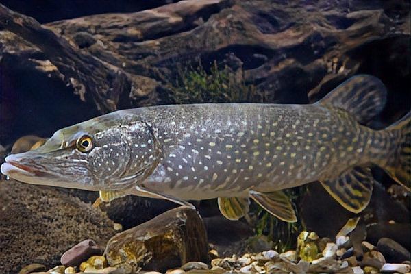 狗魚又叫高原什么魚