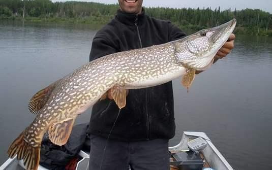 狗魚又叫高原什么魚