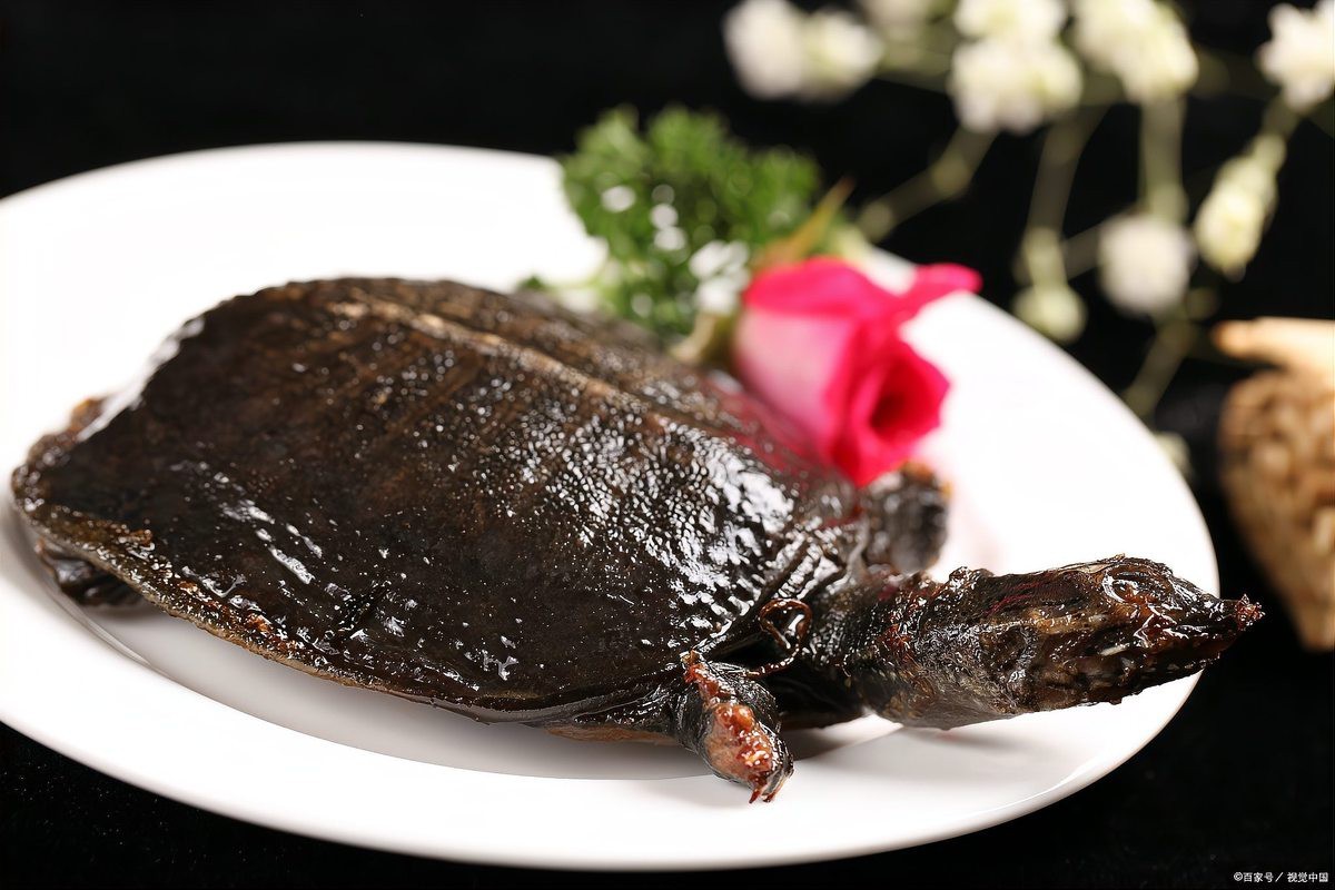 家里怎樣養甲魚
