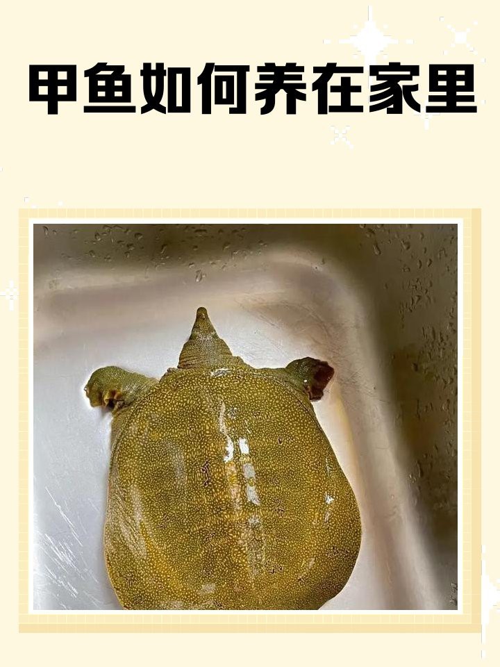 家里怎樣養甲魚