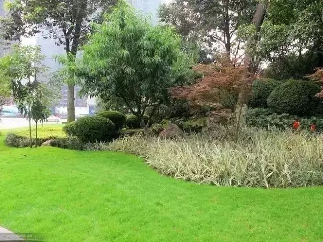 龍眼紅眼樹如何布局？