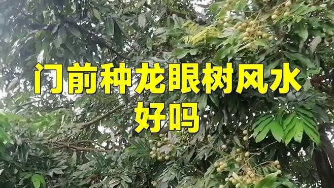 龍眼紅眼樹如何布局？