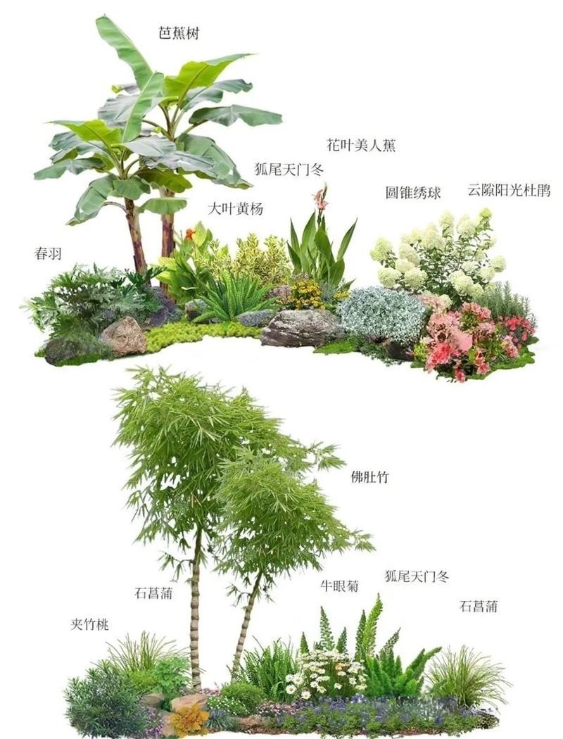 龍眼紅眼樹如何布局？
