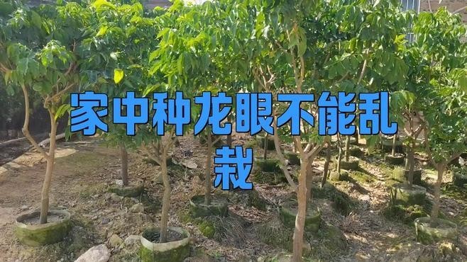 龍眼紅眼樹如何布局？