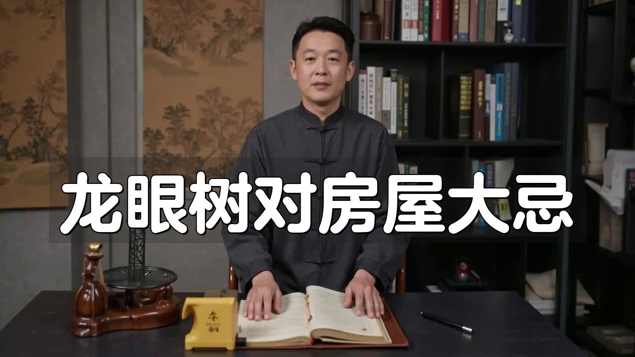 龍眼紅眼樹如何布局？
