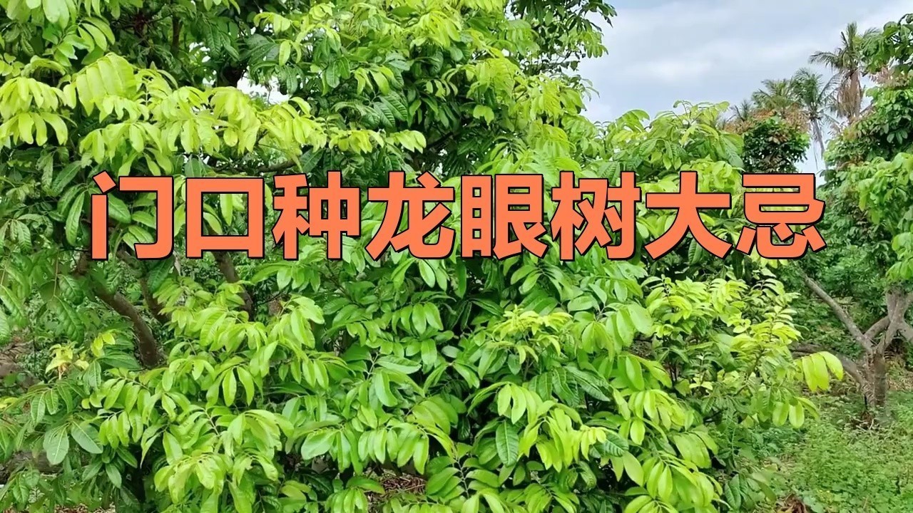 龍眼紅眼樹如何布局？