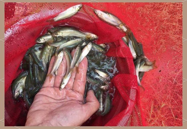 帝皇魚一斤價(jià)格表大全 帝皇魚一斤價(jià)格表大全 龍魚論壇 第2張