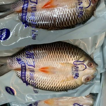 帝皇魚一斤價(jià)格表大全 帝皇魚一斤價(jià)格表大全 龍魚論壇 第1張