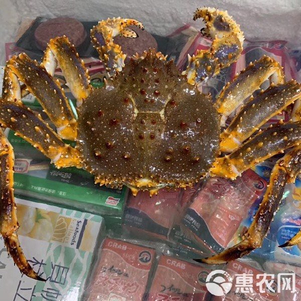 帝皇魚一斤價(jià)格表大全 帝皇魚一斤價(jià)格表大全 龍魚論壇 第4張