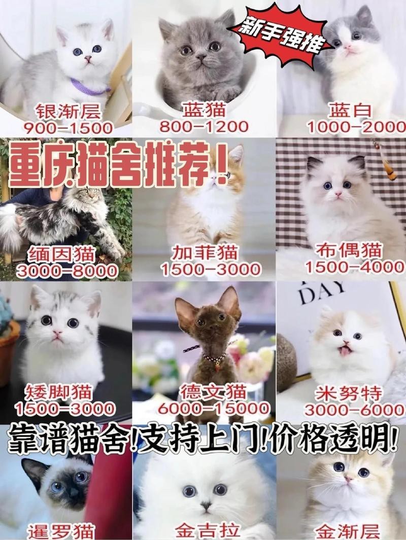龍須貓的市場價格是多少？