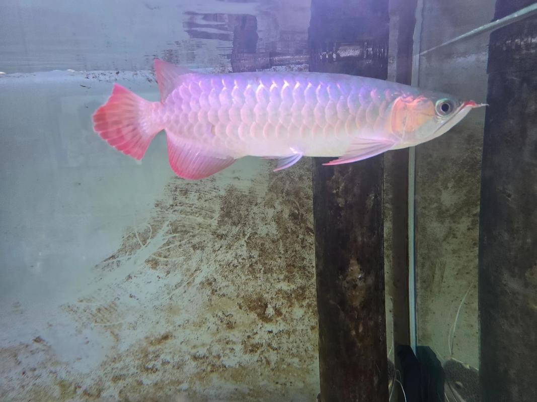 紅龍金龍魚價格表圖片大全