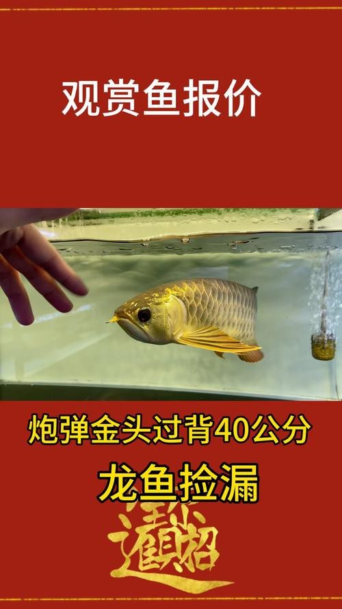 紅龍金龍魚價格表圖片大全