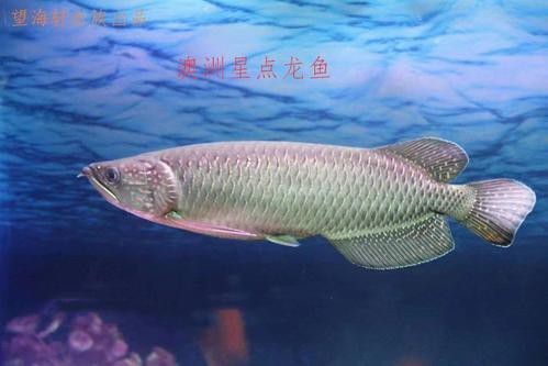 紅龍金龍魚價格表圖片大全