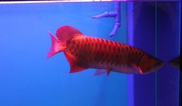 黃巖東城怡華寵物水族館（黃巖東城怡華寵物水族館地址）