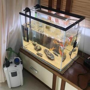 銀龍魚掉鱗是什么原因造成的（銀龍魚身上掉一個鱗片是什么原因）