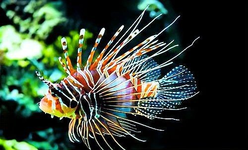 紅獅子魚