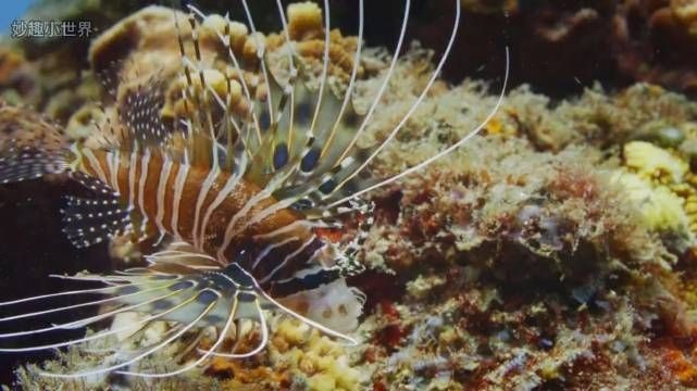 紅獅子魚