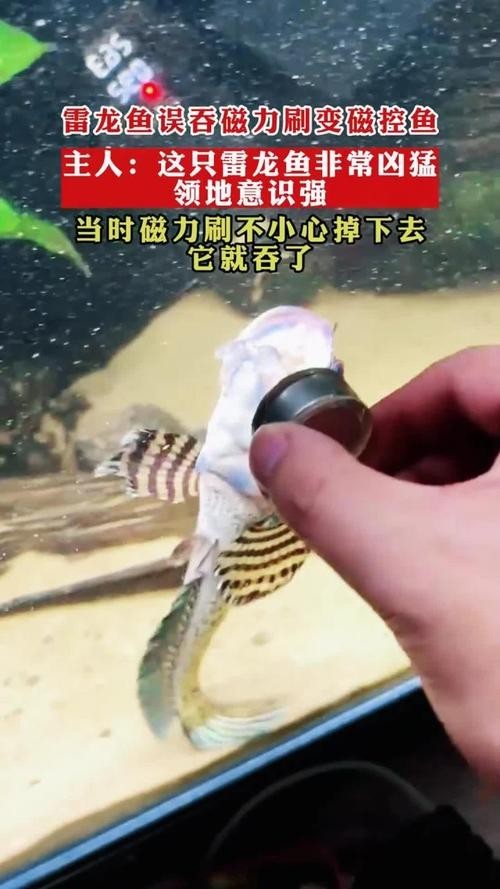 非洲雷龍魚圖片