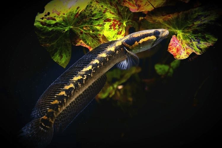 非洲雷龍魚圖片
