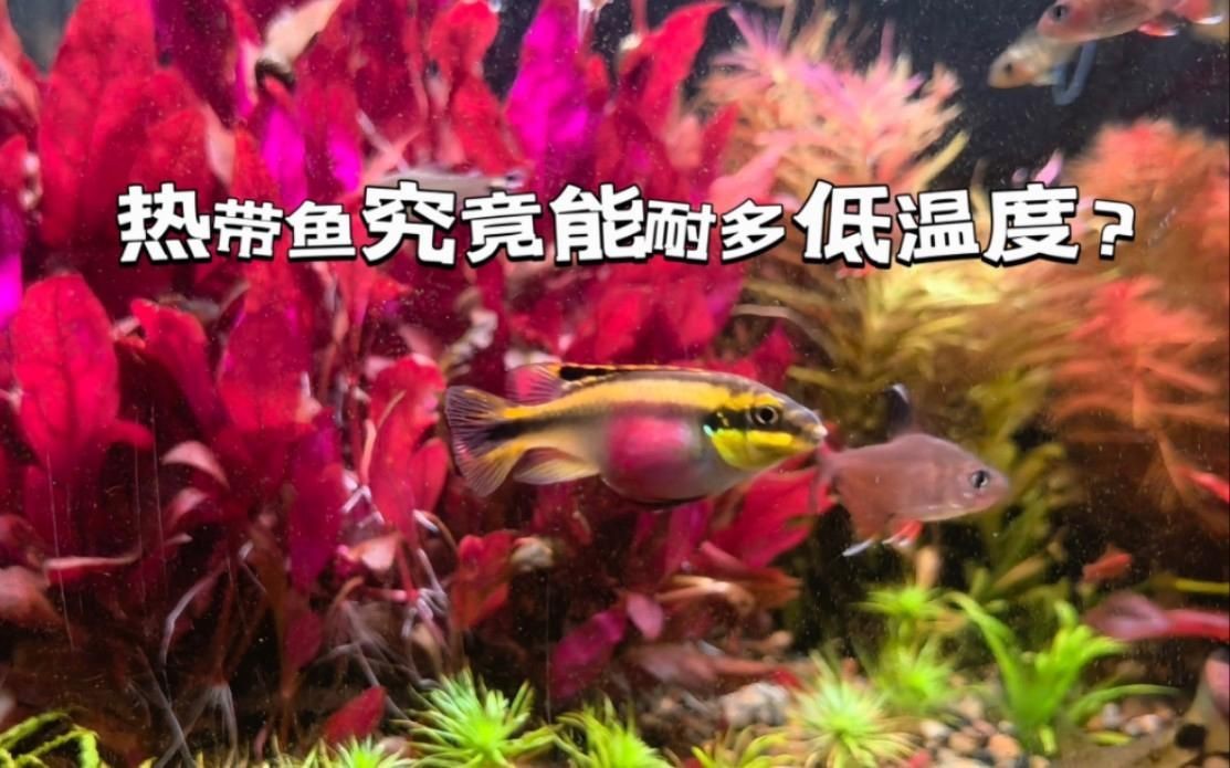 紅肚鳳凰冬天好養嗎？