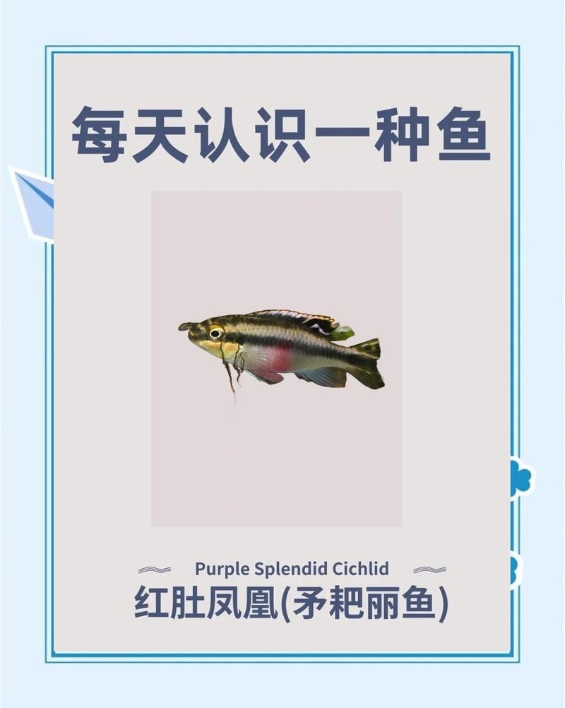 紅肚鳳凰冬天好養嗎？