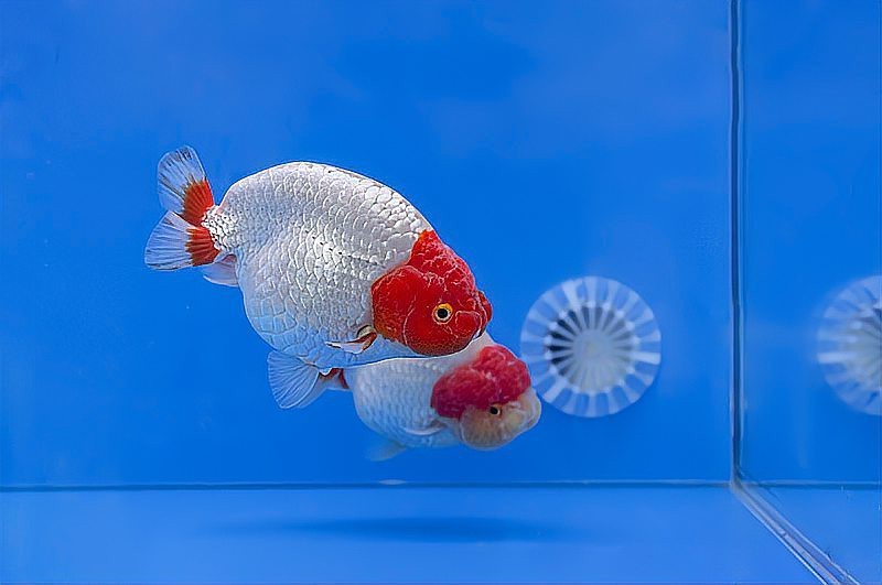 魚身上長白色絮狀物