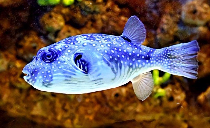 狗頭魚(yú)毒性有多強(qiáng)知乎