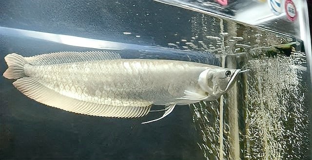 銀龍魚貴嗎