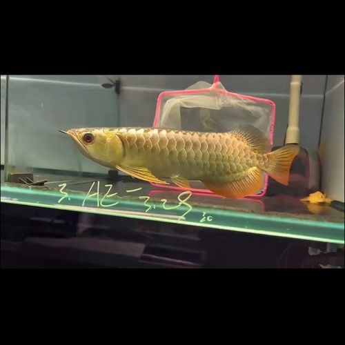 給我一些藍底過背金龍魚的圖片