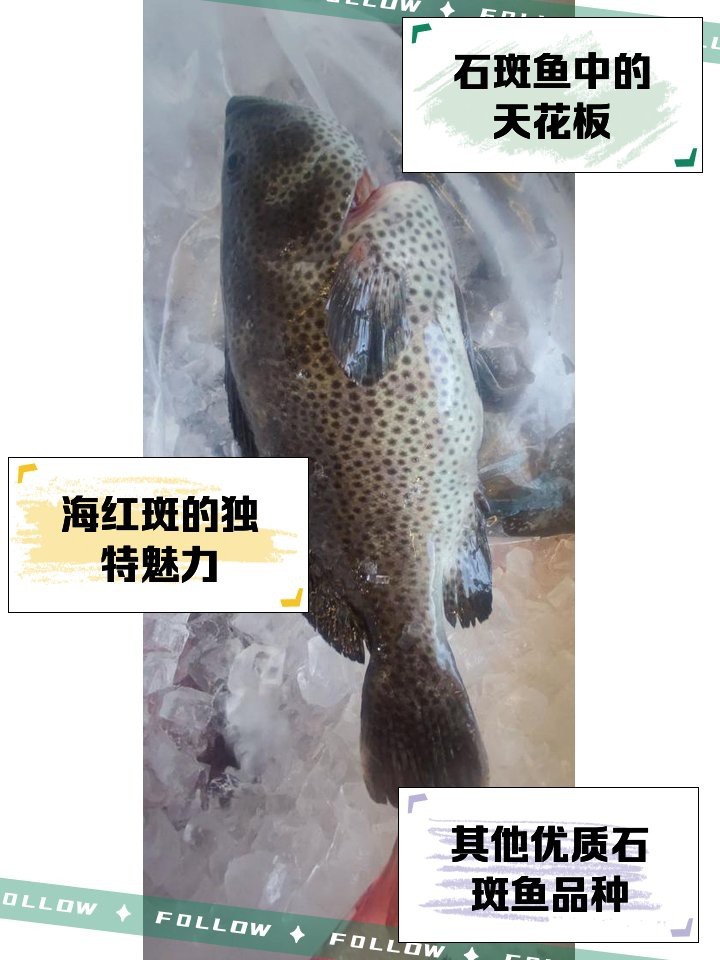 十大名貴石斑魚排名