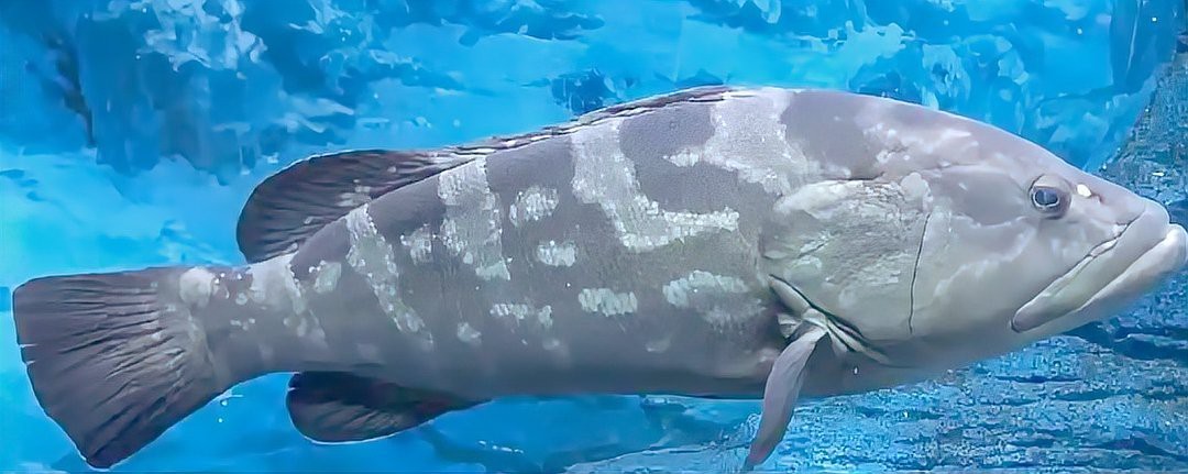 十大名貴石斑魚排名