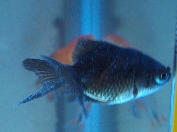銀龍魚身上有白點圖片大全