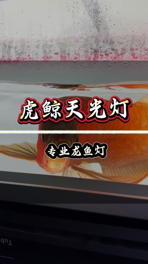 龍魚缸用什么燈比較好呢圖片